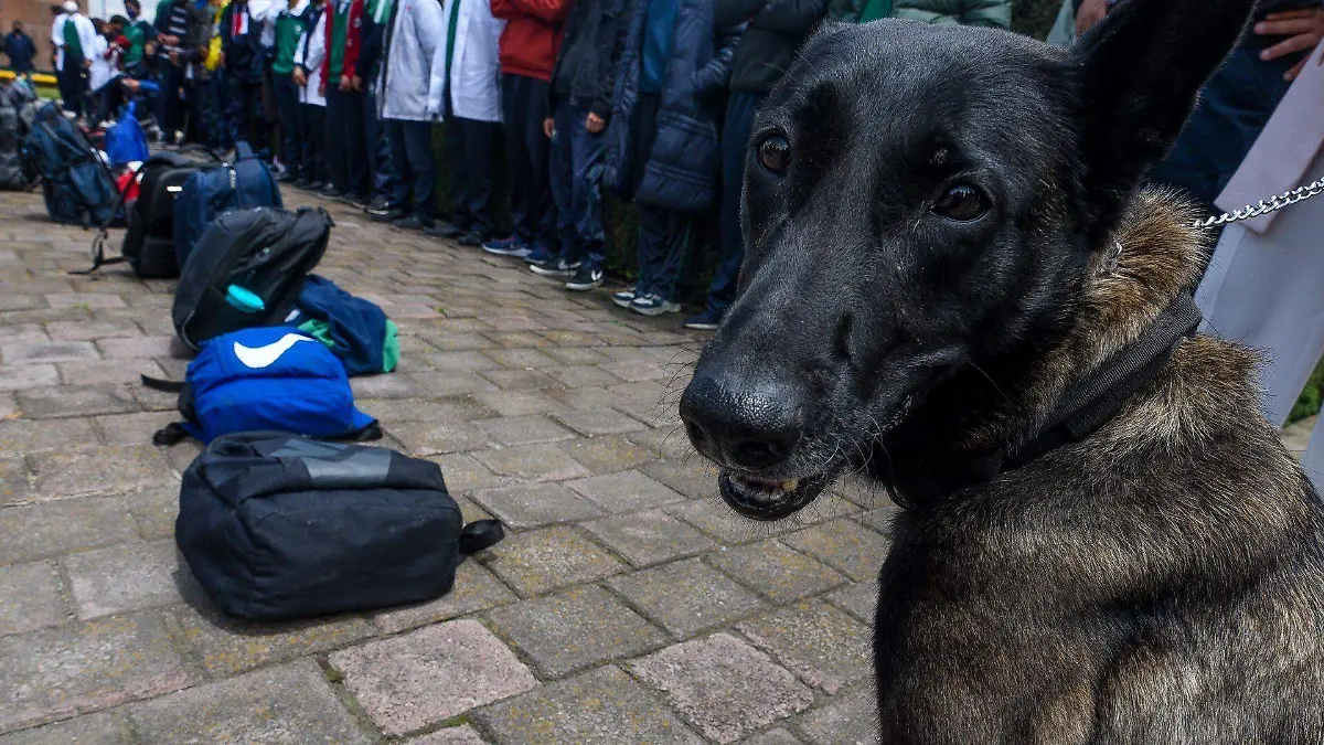 879552_Operativo Mochila con binomios caninos -5_web